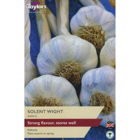 Garlic Solent Wight - Pack of 1